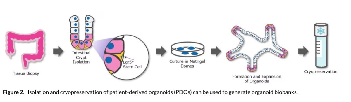 Unravelling the Potential of Organoids in Cancer Research: Challenges and  Solutions - European Pharmaceutical Manufacturer
