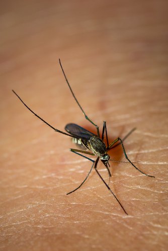 malaria.jpg