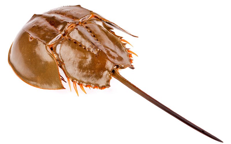 Horseshoe-crab.jpg