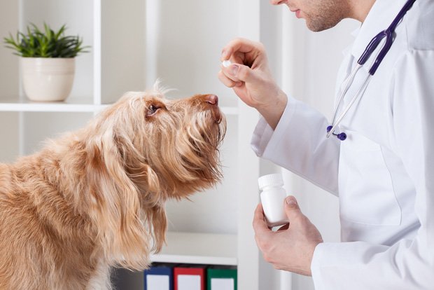 Vets treat animals with drugs intended for humans - European Pharmaceutical  Manufacturer