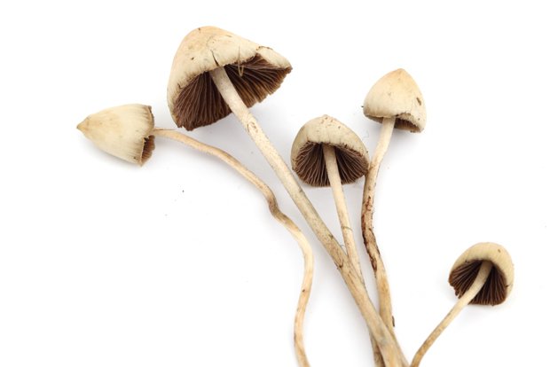 magic mushrooms.jpg