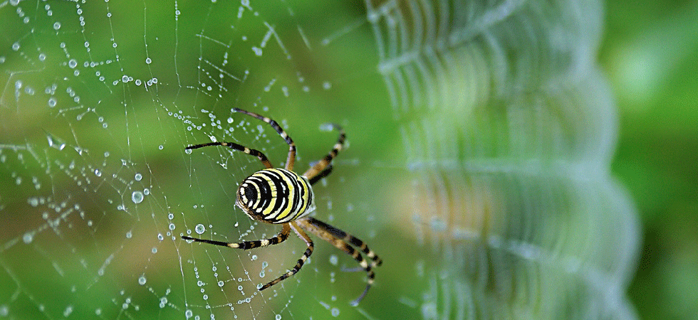 Spider&#x27;s web