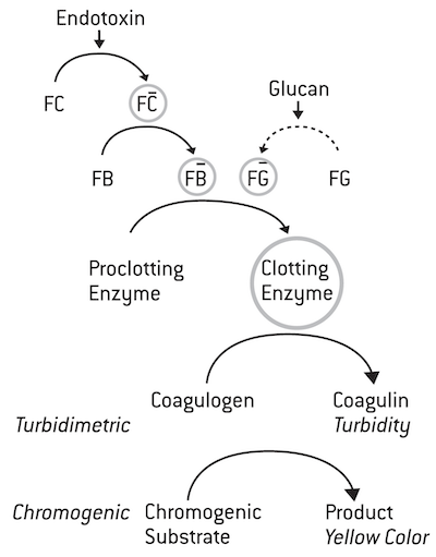 Figure 2 Illustration of the LAL assay reaction.png